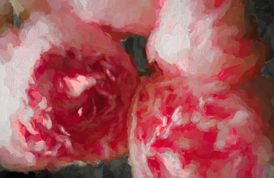 Pink Peonies